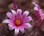 Desert Botanical Garden