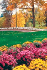 fall mums