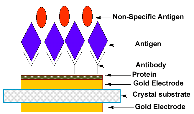 Antibody And Antigen. of antigen to antibody to
