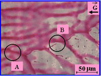 Figure 7b