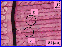 Figure 8b